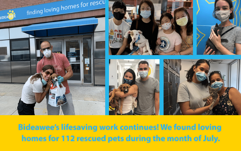 Bideawee's livesaving work continues! We found loving homes for 112 rescued pets during the month of July.