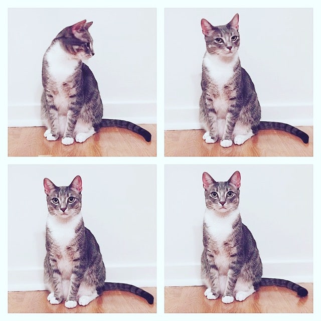 Four quadrants, each showing the light brown striped cat in a different adorable pose.