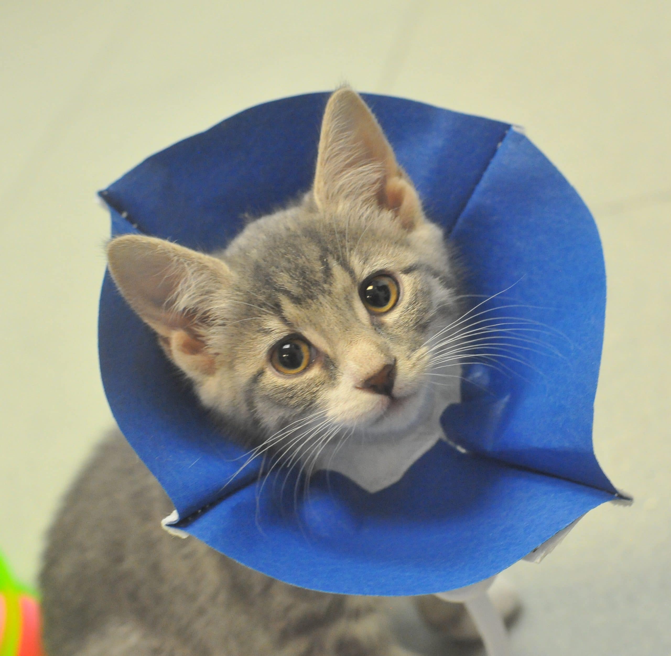 A young kitten with a blue cone around her neck.