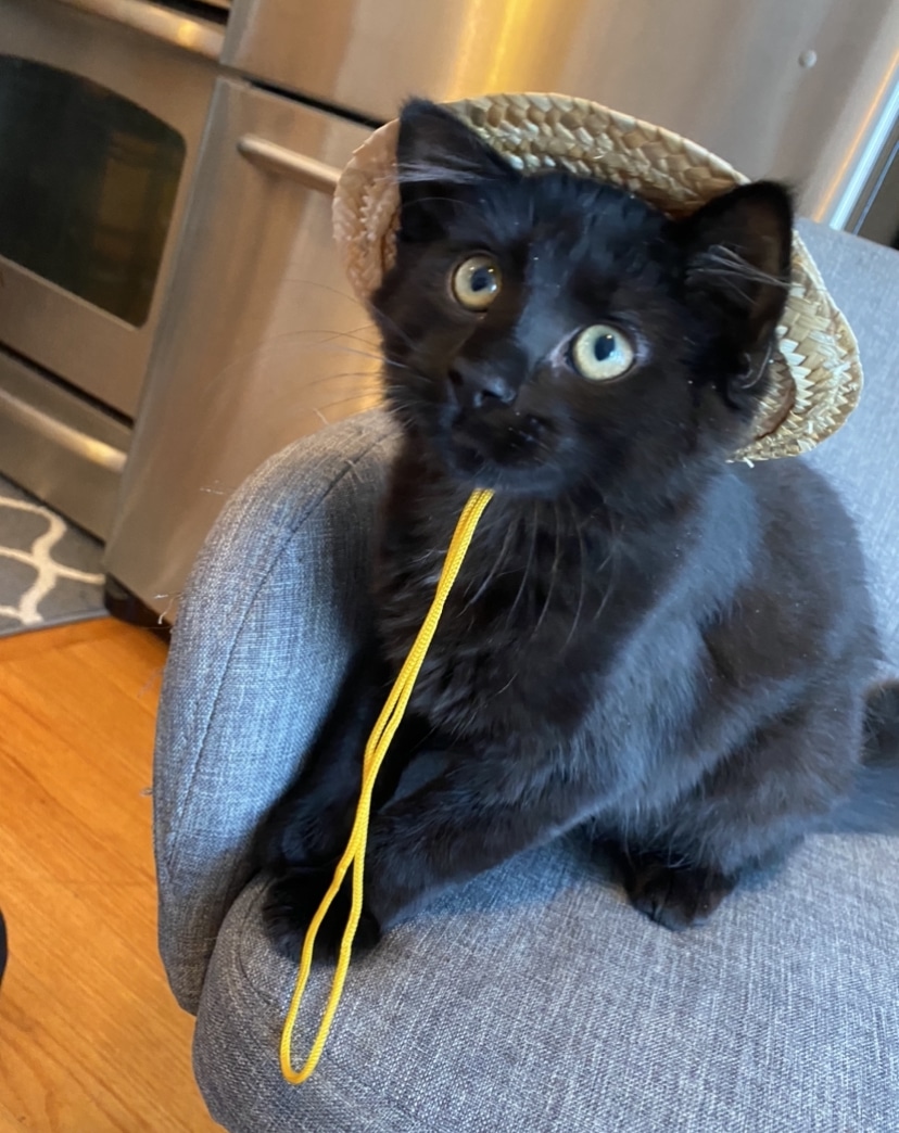black kitten in hat