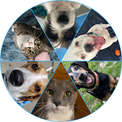 Circular spinner with photos of three dogs and three cats.